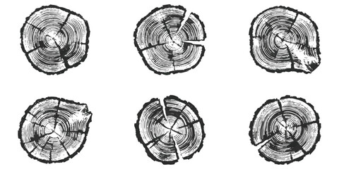 Set of six hand drawn wood log cross sections with tree rings and circular texture patterns in vintage sketch style © GraphixEra