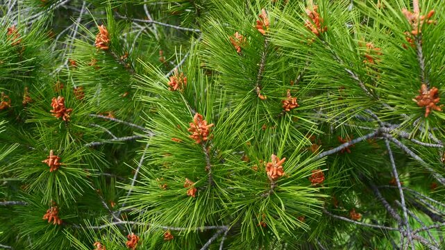 Close-up of evergreen pine needles swaying gently in breeze, highlighting organic texture and fresh green color. Perfect for outdoor scenes, forest themes, natural lifestyle content