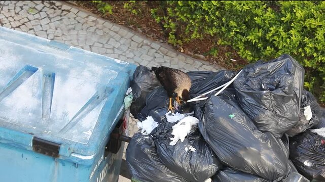 Crested caracara (Caracara plancus) scavenging through garbage bags on an urban dumpster. 4K footage of a bird of prey adapted to city life, ideal for environment and urban wildlife content.