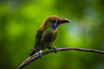 Obraz premium Northern emerald toucanet (Aulacorhynchus prasinus)