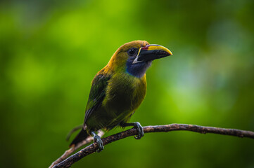 Obraz premium Northern emerald toucanet (Aulacorhynchus prasinus)