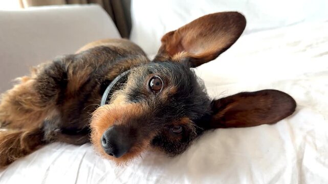Cute pet resting at home &mdash; ears splayed, subtle paw movement