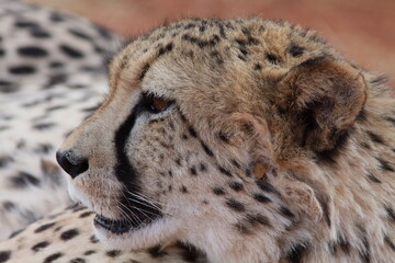 Close-up profile portrait of a Cheetah in Okonjima, Namibia © Lukas