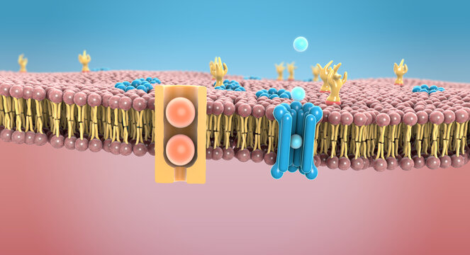 Protein channels in the lipid bilayer on human cell membrane - 3d illustration