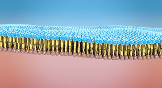 The lipid bilayer forms a selective membrane barrier in human cells - 3d illustration