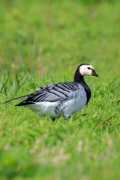 Closeup of a barnacle goose Branta leucopsis in a meadow