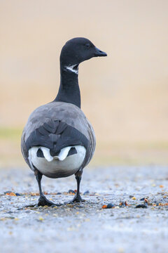 Dark-bellied brent goose, Branta bernicla, foraging in a meadow
