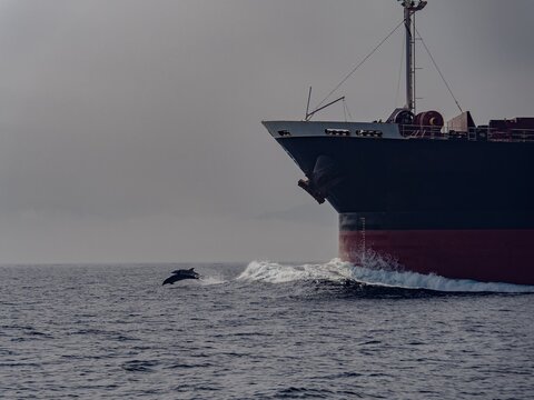 Dolphin jumping bow wave of cargo ship sailing ocean