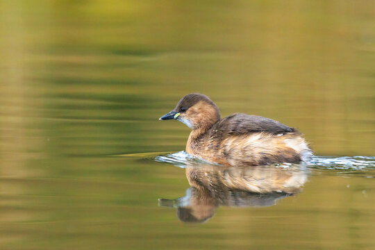 Little grebe, Tachybaptus ruficollis, in winter plumage swimming