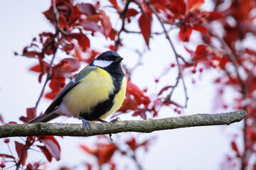 Great tit Parus major bird closeup © Sander Meertins