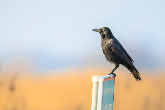 Closeup of a carrion crow Corvus corone black bird perched