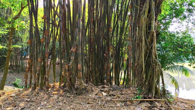 Dense vertical stalks of a bamboo forest creating a natural textured background in a tropical park setting
