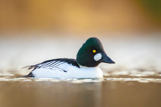Closeup of a common goldeneye Bucephala clangula waterfowl