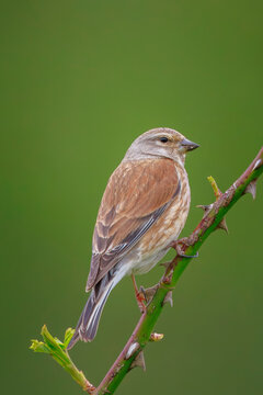 Linnet female bird, Carduelis cannabina singing red breast