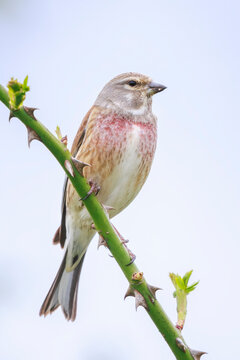 Linnet male bird, Carduelis cannabina singing white background high key