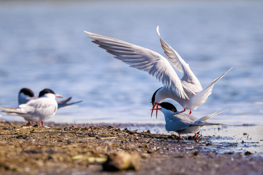 Common Tern, Sterna hirundo, courtship display