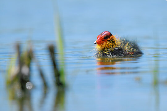 Coot chick Fulica atra swimming closeup
