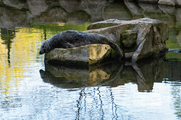 Playful seal at the Gdansk zoo  © Maryna Konoplytska