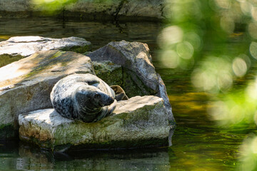 Playful seal at the Gdansk zoo  © Maryna Konoplytska