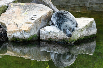 Playful seal at the Gdansk zoo  © Maryna Konoplytska