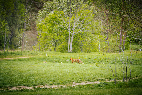 Red fox walking through a lush green meadow surrounded by trees and shrubs in a natural landscape during springtime