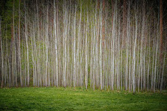 Dense grove of slender white birch trees with fresh green foliage and a grassy foreground, creating a tranquil natural setting in a forest environment