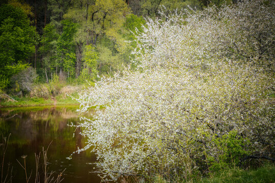 Flowering tree with white blossoms beside a tranquil river, surrounded by lush green foliage and reflections on the water's surface in a natural landscape