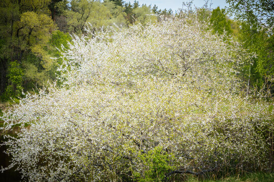 Flowering tree with abundant white blossoms beside a calm river, surrounded by lush green foliage and distant trees under a clear blue sky in a natural setting