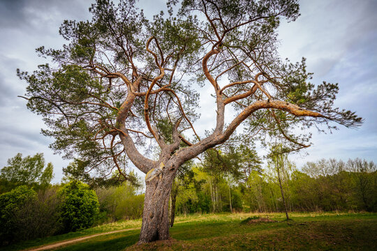 Large pine tree with sprawling branches and textured bark stands prominently in a lush green landscape under a cloudy sky, showcasing natural beauty and tranquility