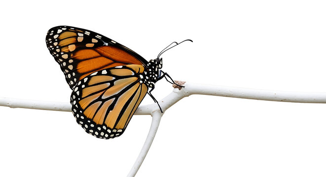 Monarch butterfly perched on a white branch isolated on white background profile view