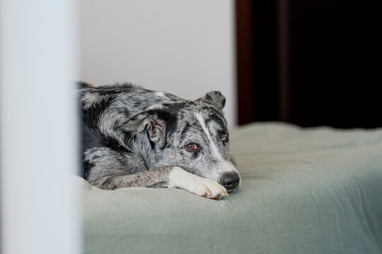 Blue merle border collie dog lying quietly on a bed indoors with a calm and relaxed expression. Cozy home lifestyle scene with soft natural light, shallow depth of field and peaceful atmosphere