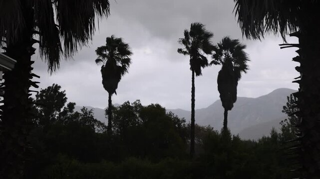storm clouds and palm trees, Stanford, South Africa