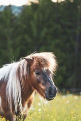 Pony auf der Sommerweide © Dominik