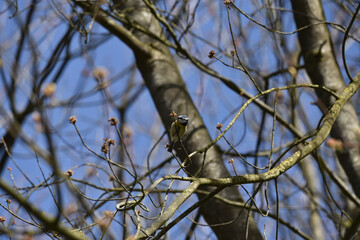 A cute small Eurasian blue tit bird, Cyanistes caeruleus, clinging to a branch with leaf buds. Taken near Groningen, Netherlands.  © Chanteur-de-Vent