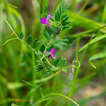 Wild common vetch flowers blooming with ant in spring