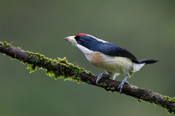 Naklejka premium White-mantled Barbet Perched on Mossy Branch in Colombian Forest