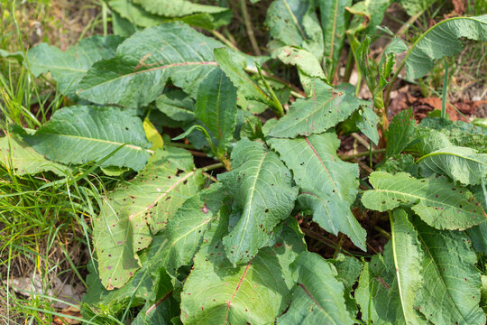 Broad-leaved dock plant growing in garden