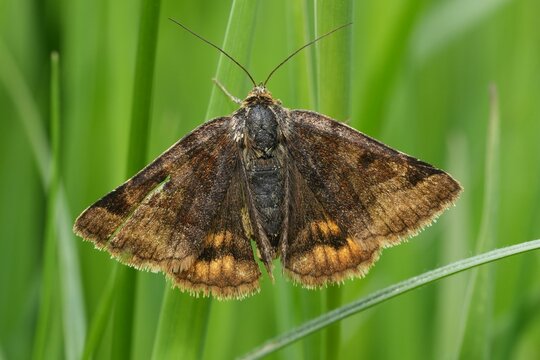 Closeup on a day-active brown Burnet companion moth, Euclidia glyphica, with spread wings in green vegetation