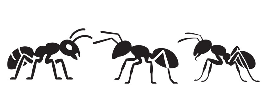Three ants in silhouette insect and teamwork concept graphics black and white silhouette wildlife