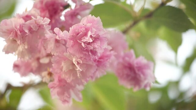 Sakura tree blossom close-up macro, branch sways in the wind, flowers blooming in spring green garden, springtime floral background with cherry bloom, beautiful nature landscape.