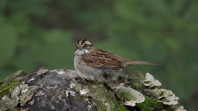 white throated sparrow