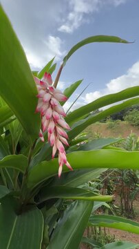 Vertical HD cinematic tilt up of atoumo flower plant, rising from green leaves to reveal white an pink buds against blue sky 