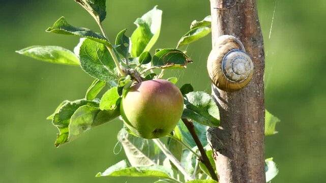 Close-up image of a green apple and a snail shell.
