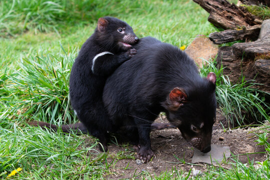Playful baby Tasmanian Devil clutches and climbs on marsupial mother in Tasmania, Australia