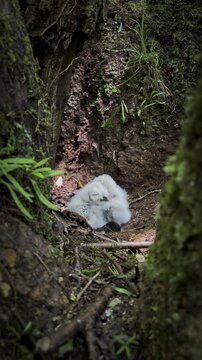 フクロウ 雛 ミミズク 幼鳥 野生 鳥 猛禽類