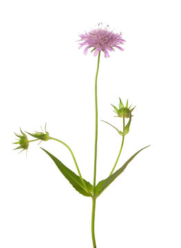  Field Scabious flower isolated on white background