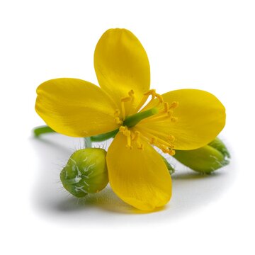 Yellow greater celandine flower with green buds isolated on white background.