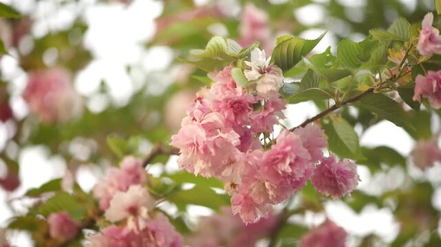 Sakura tree blossom close-up, branch sways in the wind, flowers blooming in spring green garden, springtime floral background with cherry bloom, beautiful nature landscape.