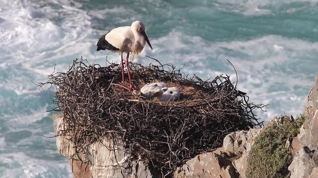 The only place in the world where the white stork (Ciconia ciconia) nests on a sea cliff, Cabo Sard&atilde;o, in the Southwest Alentejo Natural Park, Portugal.