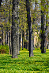 Fototapeta premium the summer garden on a sunny May morning, alleys of trees and statues, green lawns with flowers, no people
